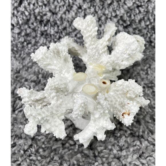 Natural Branch Coral Aquarium Decor 4in X 5in Nautical Beach Home Decoration - Picture 1 of 16